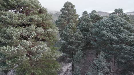 Filmische-Drohnenaufnahmen,-Die-Sich-Im-Winter-Langsam-Durch-Das-Schneebedeckte-Blätterdach-Eines-Schottischen-Kiefernwaldes-Mit-Einem-Dramatischen-Berghintergrund-Winden,-Cairngorms-Nationalpark,-Schottland
