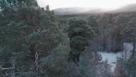 Filmische-Drohnenaufnahmen,-Die-Durch-Das-Schneebedeckte-Blätterdach-Eines-Waldkiefernwaldes-Auftauchen,-Um-Einen-Dramatischen-Sonnenaufgang-In-Den-Bergen-Im-Winter-Zu-Enthüllen