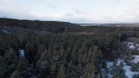 Cinematic-drone-footage-spiralling-up-into-the-snow-covered-canopy-of-a-Scots-pine-and-silver-birch-forest-with-a-mountain-background-in-winter,-Cairngorms-National-Park,-Scotland