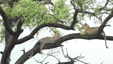 Wide-shot-of-two-leopards-laying-up-on-a-branch,-Greater-Kruger