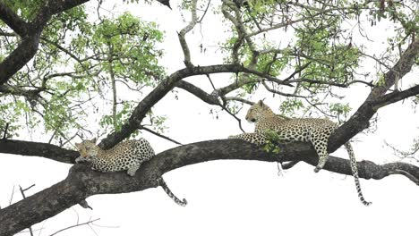 Wide-shot-of-a-female-leopard-relaxing-with-her-cub-up-in-a-tree,-Greater-Kruger