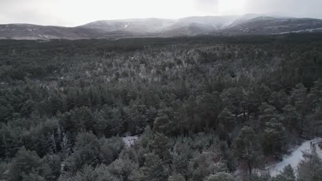 Cinematic-drone-footage-reversing-high-above-the-white,-snow-covered-canopy-of-a-Scots-pine-forest-with-a-dramatic-mountain-sunrise-in-winter