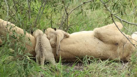 Wide-shot-of-two-tiny-lion-cubs-suckling-and-crawling-over-their-mother,-Greater-Kruger