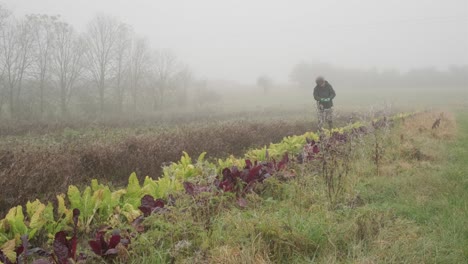 Wide-Shot-Of-A-Farmer-Picking-Fresh-Vegetable-Produce