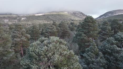 Cinematic-drone-footage-slowly-emerging-from-the-white-canopy-of-Scots-pine-trees-covered-in-snow-with-a-winter-mountain-sunrise,-facing-Glen-Mor,-Cairngorms-National-Park,-Scotland