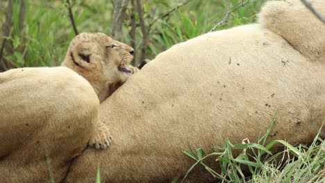 Medium-close-up-of-a-tiny-lion-cub-crawling-over-its-mother's-belly,-Greater-Kruger
