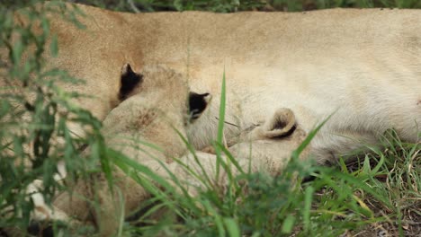 Medium-closeup-of-two-tiny-lion-cubs-suckling,-Greater-Kruger