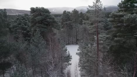Cinematic-drone-footage-slowly-lowering-into-the-white,-snow-covered-canopy-of-Scots-pine-trees-with-a-dramatic-mountain-sunrise-in-winter