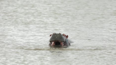 Medium-shot-of-a-hippo-bull-opening-his-mouth-wide-as-a-threat-display,-Greater-Kruger