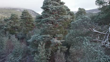 Cinematic-drone-footage-appearing-from-the-snow-covered-canopy-of-Scots-pine-trees-to-reveal-a-dramatic-mountain-landscape