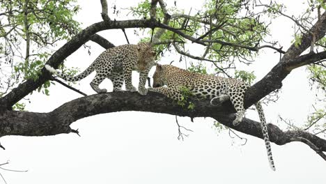 Wide-shot-of-a-leopard-cub-greeting-its-mother-before-walking-out-the-frame,-Greater-Kruger