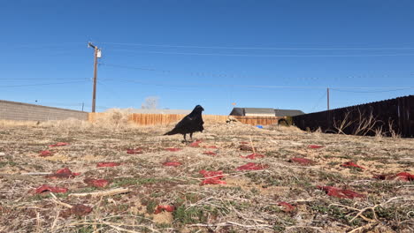 A-flock-of-ravens-eating-rotten-meat-in-a-vacant-lot-on-a-sunny-day
