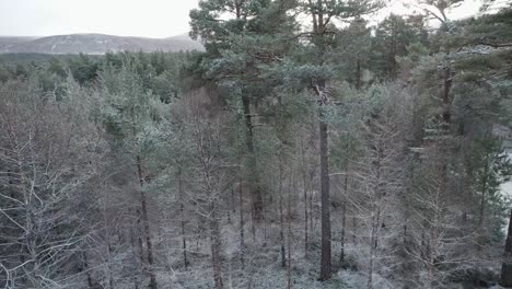 Cinematic-drone-footage-twisting-slowly-through-the-snow-covered-canopy-of-a-Scots-pine-forest-with-a-dramatic-mountain-sunrise-in-winter