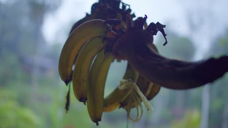 Bananenbündel,-Das-In-Der-Regenwaldhütte-Von-Costa-Rica-Hängt,-Mit-Fruchtfliegen,-Die-Summen