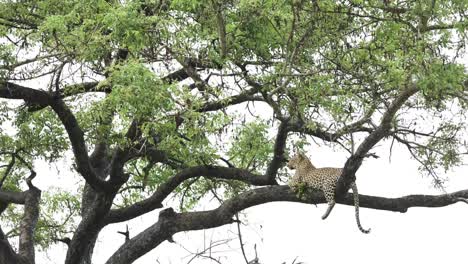 Extreme-wide-shot-of-a-leopard-relaxing-up-in-a-tree,-Greater-Kruger