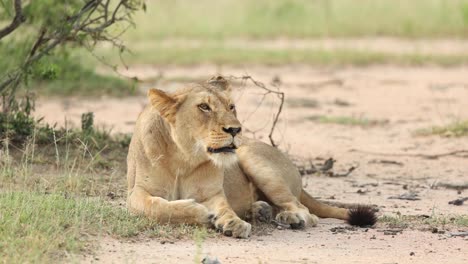 Close-full-body-shot-of-a-lioness-laying-and-roaring,-Greater-Kruger