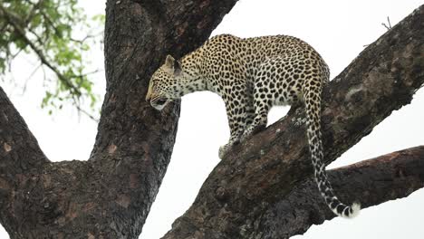 Close-full-body-shot-of-a-leopard-sitting-up-in-a-tree,-looking-into-the-distance,-Greater-Kruger