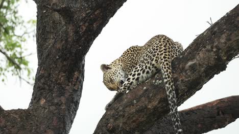 Wide-shot-of-a-leopard-sitting-up-in-a-tree-grooming-and-cleaning-its-leg,-Greater-Kruger