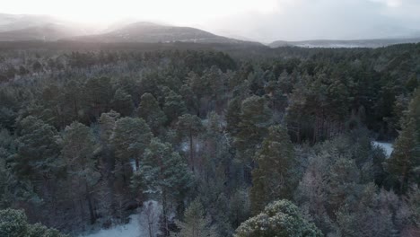 Cinematic-drone-footage-twisting-slowly-above-the-snow-covered-canopy-of-a-Scots-pine-forest-with-a-dramatic-mountain-sunrise-in-winter,-Cairngorms-National-Park,-Scotland