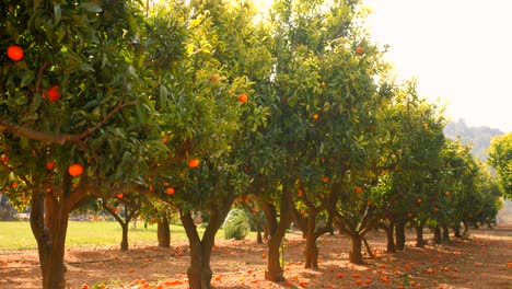 Obstgarten-Von-Mandarinen-Mit-Reifen-Früchten-Im-Sommer-In-Spanien