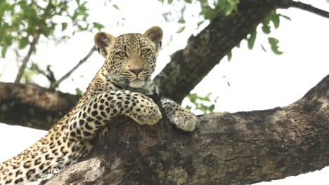 Medium-closeup-of-a-leopard-laying-on-a-branch-and-turning-its-head-towards-the-camera,-Greater-Kruger