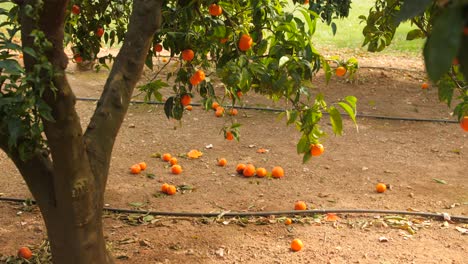 Reife-Mandarinenfrüchte,-Die-In-Den-Boden-Gefallen-Sind