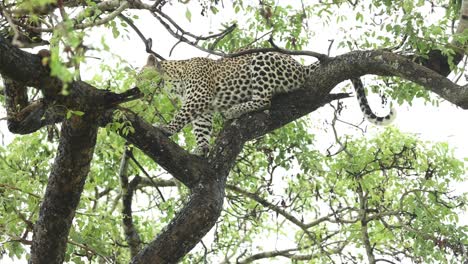 Wide-shot-of-a-leopard-sitting-up-in-a-tree,-Greater-Kruger