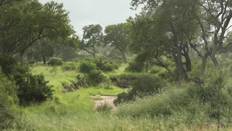 Weite-Aufnahme-Einer-Wunderschönen-Landschaft-Des-Afrikanischen-Buschfeldes,-Größer-Kruger