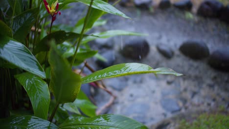 Regenwasser-Tropft-Auf-Pflanzenblatt-Im-Regenwaldgarten-Von-Costa-Rica-Aus-Nächster-Nähe