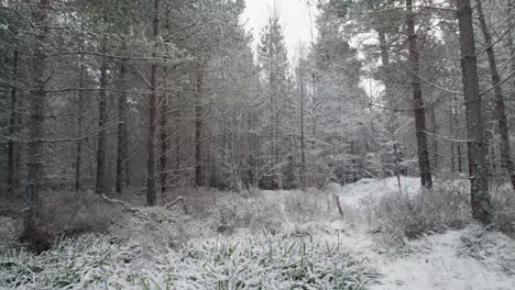 Cinematic-drone-footage-flying-slowly-through-a-still-winter-landscape-with-white,-snow-covered-Scots-pine-and-silver-birch-trees-in-a-forest