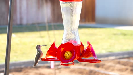 Female-black-chinned-hummingbird-at-a-backyard-feeder---slow-motion