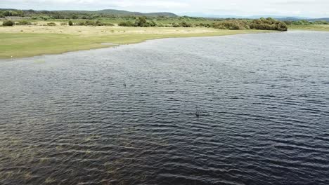 Antena-De-Drones-Sobre-El-Lago-Y-La-Reserva-Natural-Con-Cisnes-Negros-Batiendo-Alas