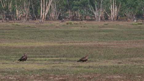 Two-Kites-on-the-ground-looking-up-under-the-morning-sun,-Black-eared-Kite-Milvus-lineatus-Pak-Pli,-Nakhon-Nayok,-Thailand