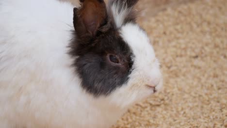 A-cute-and-calm-long-haired-spotted-bunny-resting-in-a-clean-pen--face-close-up