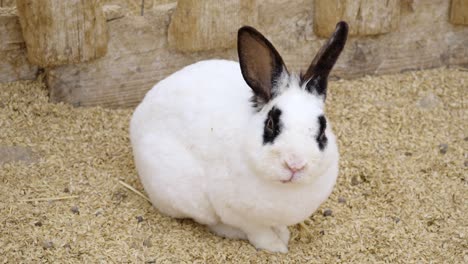 Long-haired-spotted-bunny-resting-in-a-clean-pen