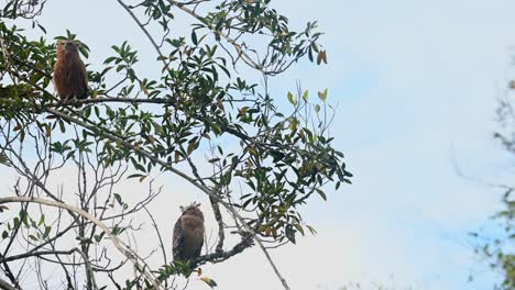 Der-Junge-Bewegt-Sich-Und-Schlägt-Mit-Den-Flügeln,-Während-Der-Muttervogel-Sich-Umschaut,-Buffy-Fish-Owl-Ketupa-Ketupu,-Khao-Yai-Nationalpark,-Thailand