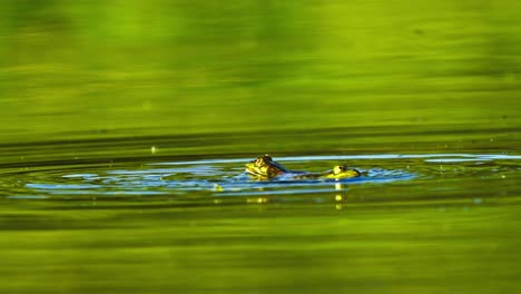 Static-view-of-Moor-frog-jumping-above-water,-mating-process,-day