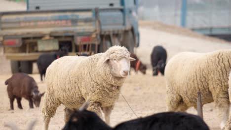 Merino-Schafe-Und--Ziegen-An-Einer-Leine-In-Einem-Ländlichen-Bauernhof-In-Südkorea-Mit-LKW-Auf-Einem-Hof