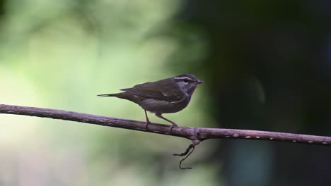 Seen-from-its-back-calling-and-turning-around-to-reveal-its-front-side,-Pale-legged-Leaf-Warbler-Phylloscopus-tenellipes-Chonburi,-Thailand