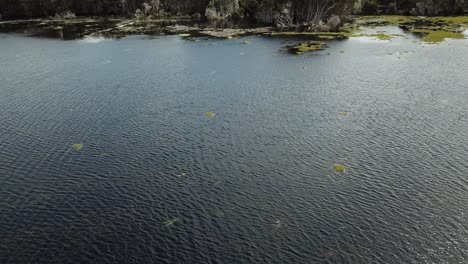 Drone-aerial-over-lake-and-nature-reserve-pan-down-into-water