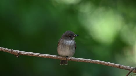 Seen-facing-to-the-right-shaking-its-wings-and-chirping,-Dark-sided-Flycatcher-Muscicapa-sibirica-,Chonburi,-Thailand