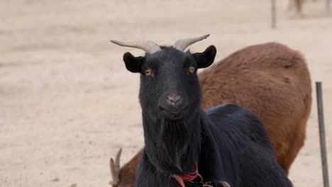 Young-black-goat-staring-in-camera-lens-at-a-farm
