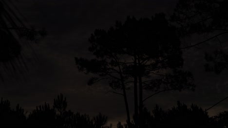 Silhouette-of-trees-and-flying-clouds-during-sunset-time-and-dark-night-in-Uruguay,time-lapse