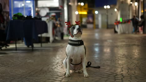 Pit-Bull-Terrier-Americano-En-La-Acera-Interior-Con-Cuernos-De-Navidad
