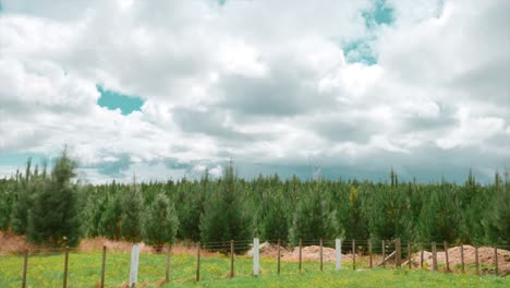 Plantación-De-árboles-De-Pino-De-Navidad-Con-Nubes-En-Movimiento,-Lapso-De-Tiempo
