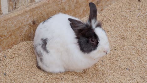 A-cute-and-calm-long-haired-spotted-bunny-resting-in-a-clean-pen-at-a-petting-zoo