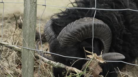 Black-sheep-with-big-horns-looking-around