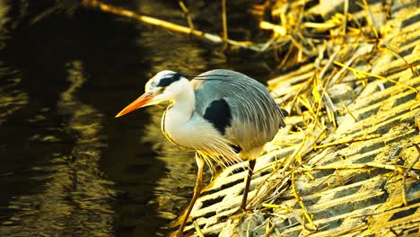 Majestic-view-of-grey-heron-walking-besides-river-channel,-full-shot,-day