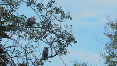 Blue-Sky-with-a-mother-Owl-on-the-branch-below-and-then-the-fledgling-shakes-its-feathers-to-clean-itself,-Buffy-Fish-Owl-Ketupa-ketupu,-Khao-Yai-National-Park,-Thailand