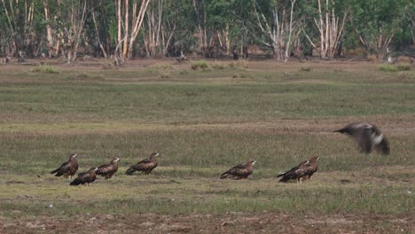 A-Kite-arrives-and-then-one-flies-away-while-others-bask-under-the-morning-sun-on-a-grassland,-Black-eared-Kite-Milvus-lineatus-Pak-Pli,-Nakhon-Nayok,-Thailand